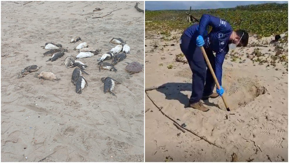 Mais de 80 pinguins encontrados mortos na Praia do Ervino