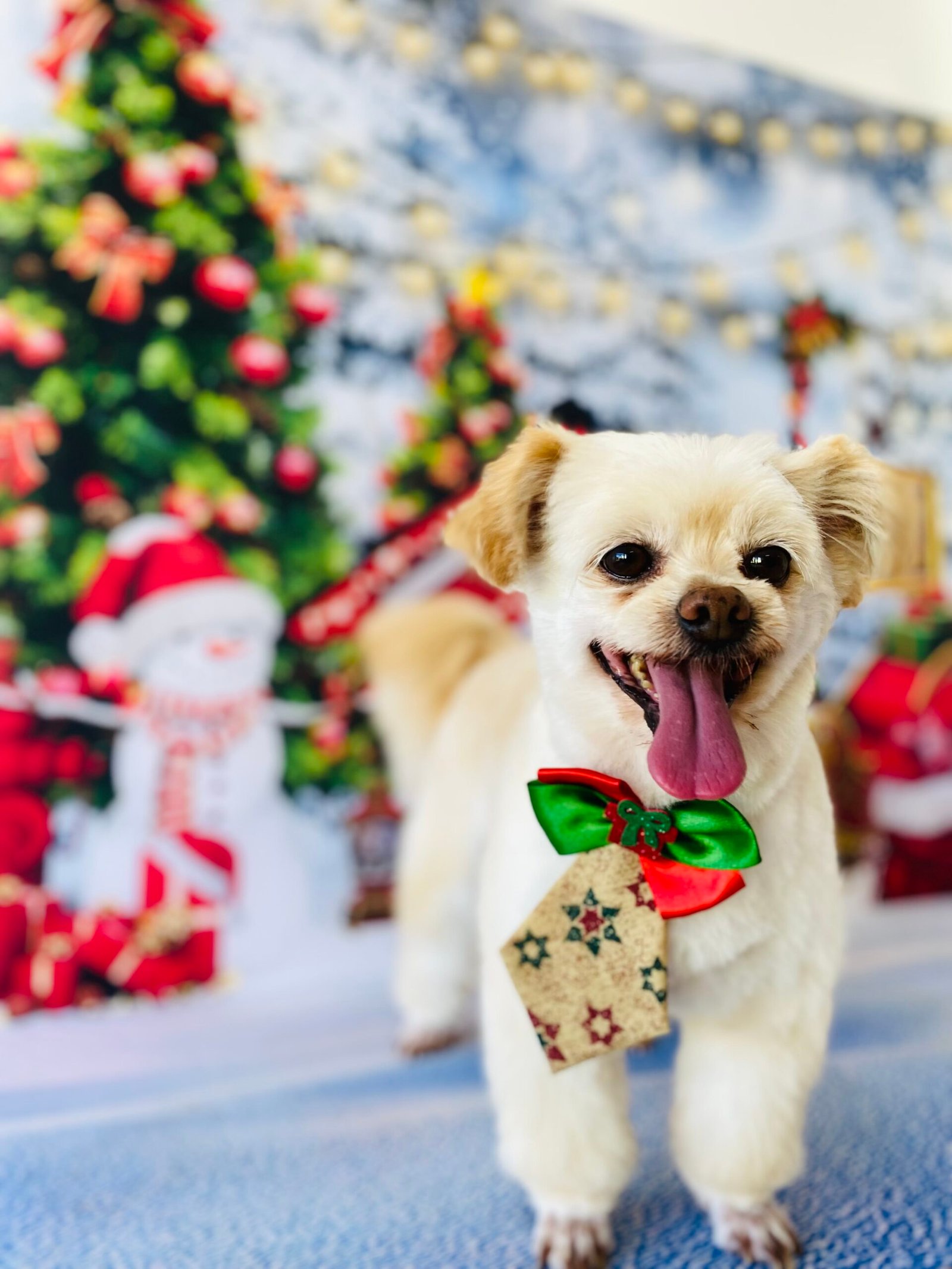 Tia Aline Centro de Cuidados Pet  – Muito amor carinho e respeito por cada pet que passa por aqui