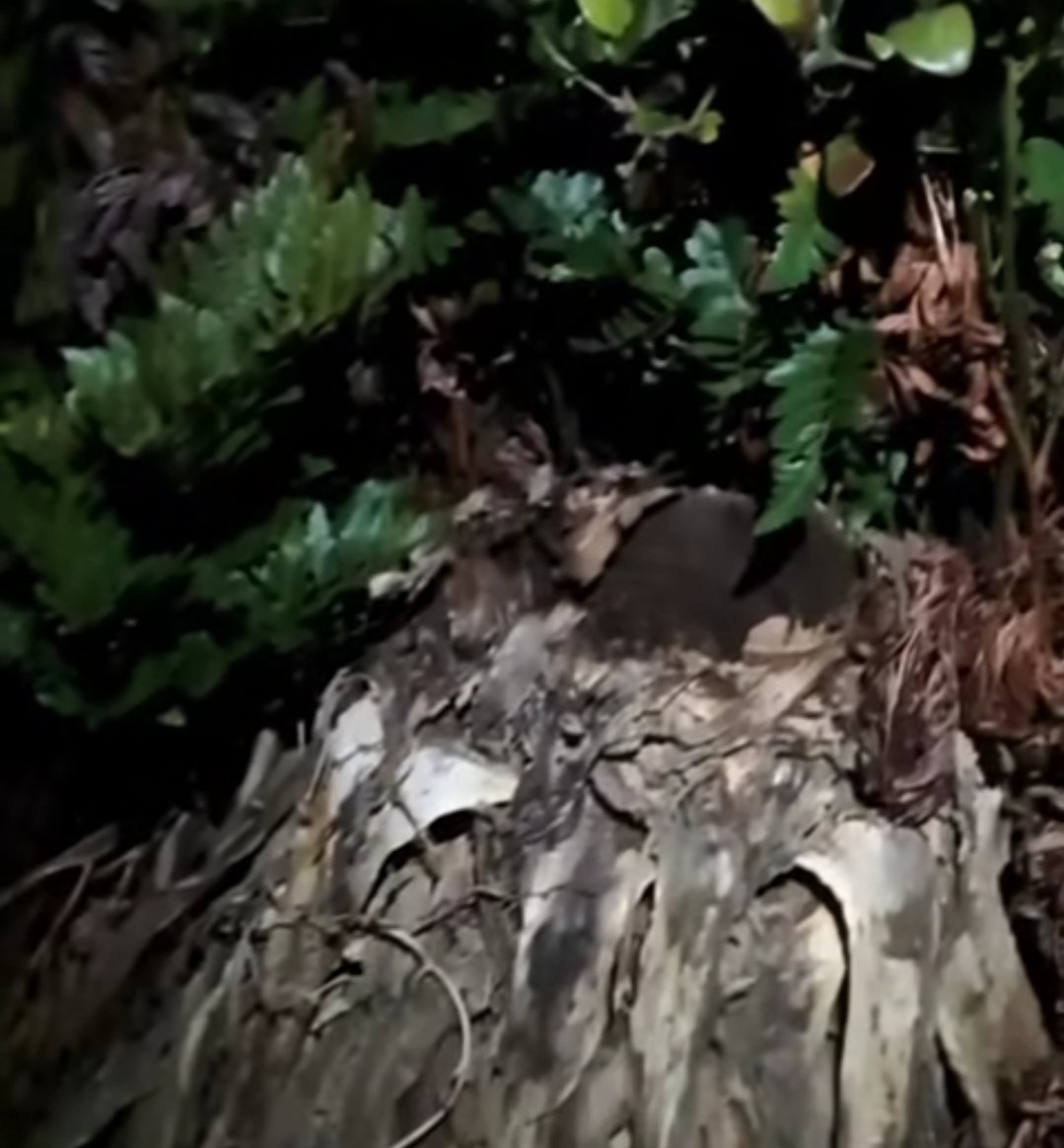 Marciel explicando sobre o ninho de abelhas