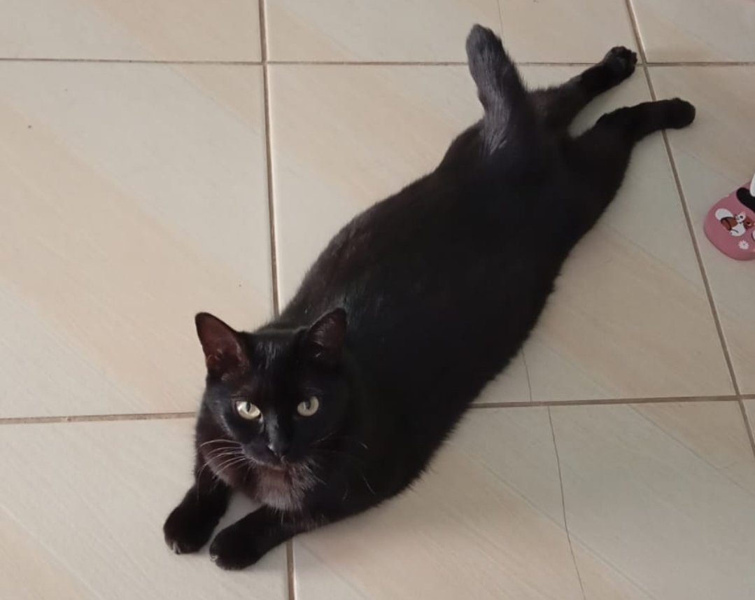 Gatinha preta desaparecida - Frida