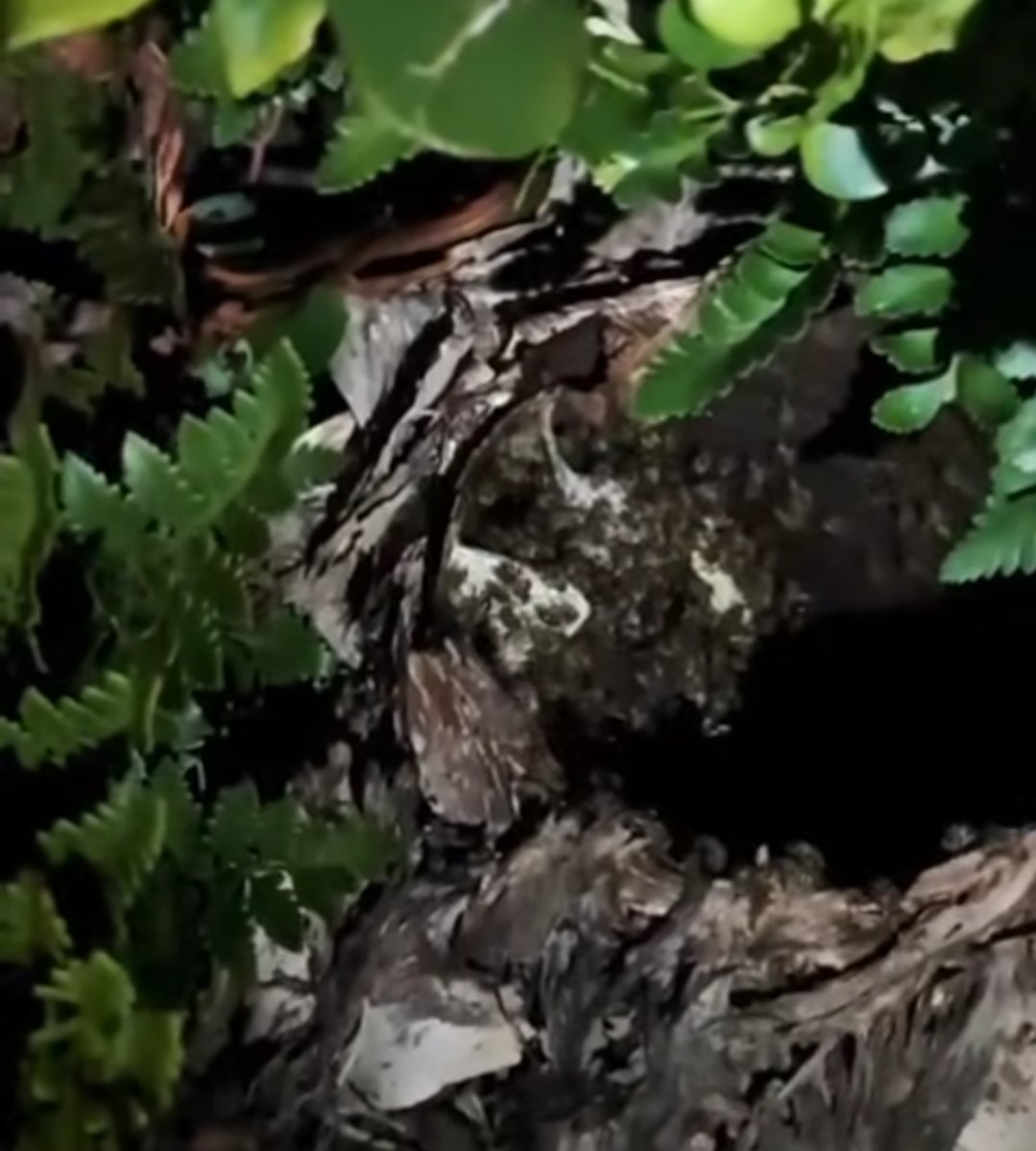 Detalhe do enxame de abelhas africanas